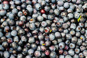 Berries fresh ripe blueberries close-up. Blueberries background