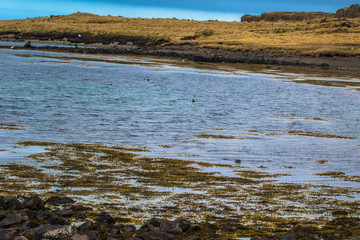 Icelandic wilderness - May 08, 2018: Seals in the wilderness of Iceland