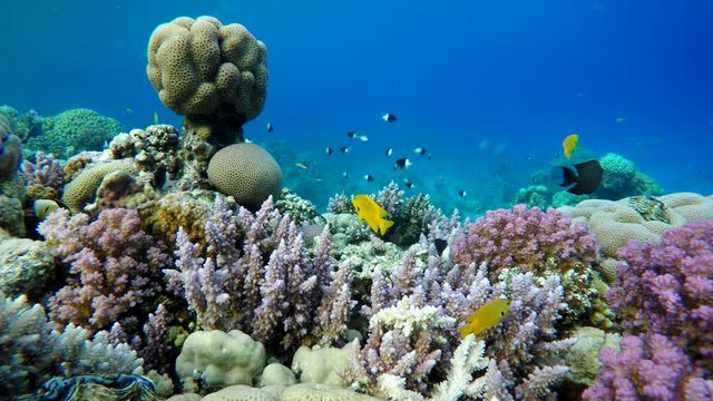 The marine life of tropical fish. Coral reef. Tropical sea and coral reef.

