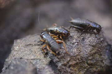 Brown tropical cockroaches