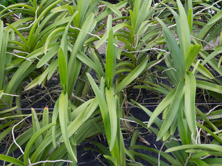 Obraz premium Orchid Farm in Thailand.