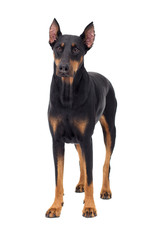 Doberman dog looking at white background