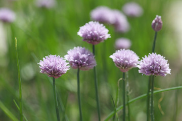 Schnitt onion blooms in the garden with lilac flowers on a summer day. Organic garden for growing green vegetables.