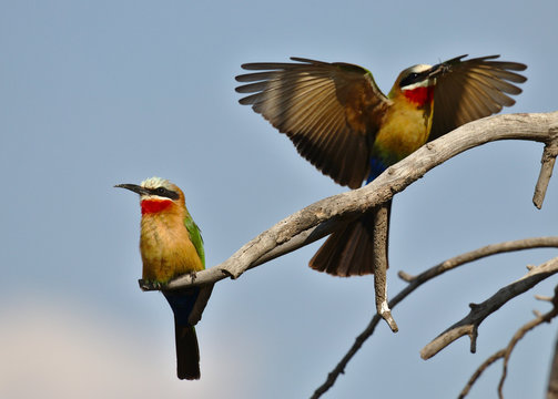 white-fronted bee-eater (Merops bullockoides) with insent in mouth