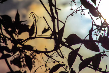Abendsonne