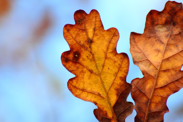 Herbst