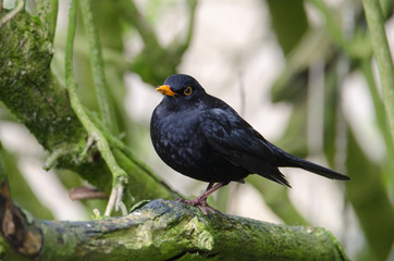 A blackbird takes a rest from flight on a tree branch