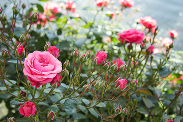 rose beautiful garden on a green background