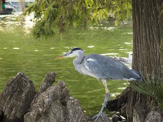 Fototapeta premium Heron bird
