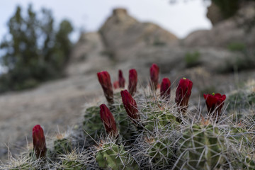 Red Cactus Flower with Mountains in Backround