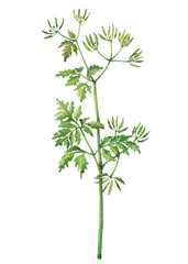 Branch with flowers of wild plant Conium maculatum (also called poison hemlock). Watercolor hand drawn painting illustration isolated on a white background.