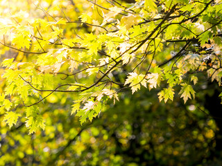Colorful green & yellow autumn maple leaf on a tree