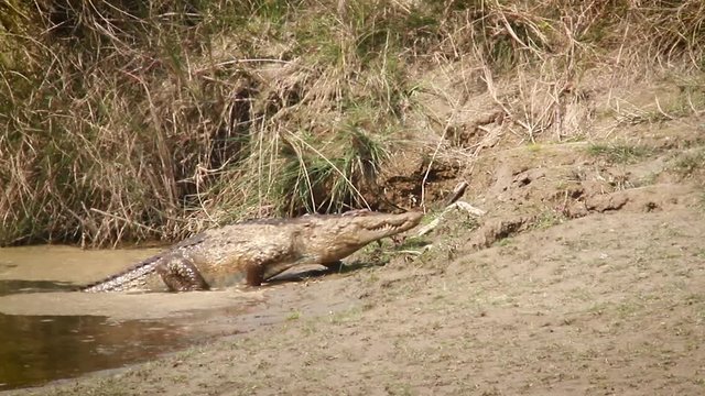 Mugger Crocodile in Bardia national park, Nepal - specie Crocodilus palustris family of Crocodylidae