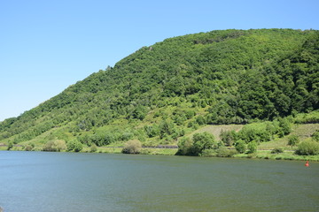 Fototapeta premium Mosel bei Winningen