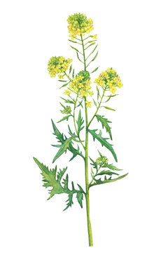 Branch with flowers of wild plant White mustard (also called Sinapis alba, Barbarea). Watercolor hand drawn painting illustration isolated on a white background.