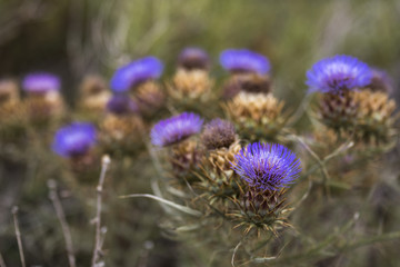 Thistle flowers at Tunquen Beach in Chile, an invasive flower but very nice