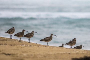 Curlews or "Zarapitos" at Tunquen beach an amazing place to observe wildlife in their environment, Chile