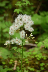 Obraz premium Primavera