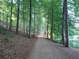Fototapeta premium Schöner Waldweg
