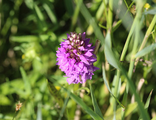 Dactylorhiza maculata, known as the heath spotted orchid or moorland spotted orchid