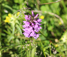 Dactylorhiza maculata, known as the heath spotted orchid or moorland spotted orchid