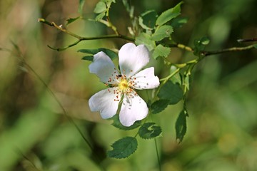 Weiße Wildrose mit Käfer