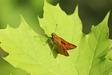 Rostfarbiger Dickkopffalter (Ochlodes sylvanus)
