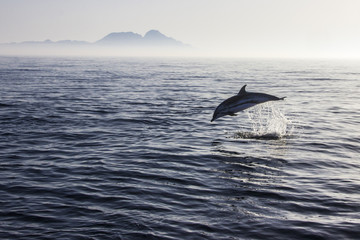Fototapeta premium Silhouette of a common dolphin with its fin out of the water at the Mediterranean Sea in the coast of Malaga over an endless horizon feeling the sea loneliness and the amazing sea wildlife. Spain.