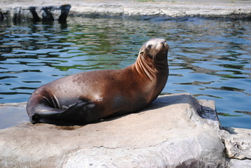 Naklejka premium Seelöwe