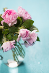 Obraz na płótnie Canvas Fresh pink rose