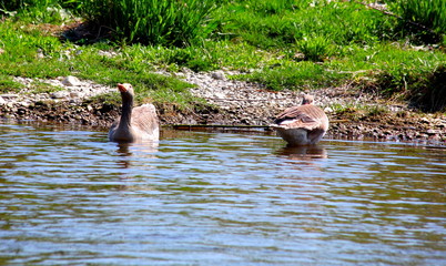 Gänse im Fluss © shannchen