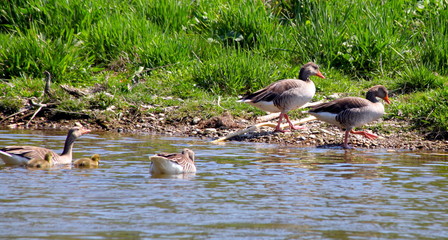 Gänse im Fluss © shannchen