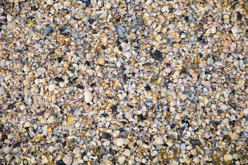 Sea shells background. Sea shells on the beach in Italy