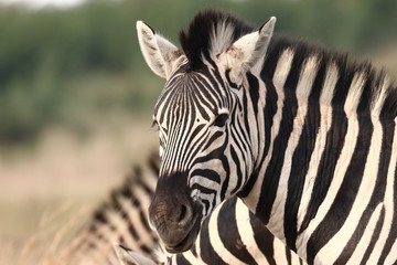 Fototapeta na wymiar Plains zebra, also known as the common zebra or Burchell's zebra (Equus quagga)