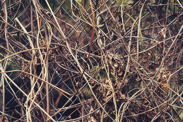 Old dried vines on a metal grid close-up. Abstract background.