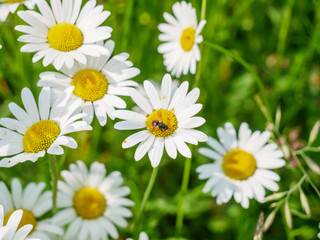 Fototapeta premium Bunch of marguerites; top down view; flat lay