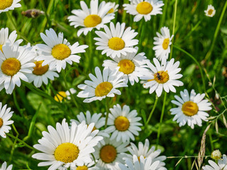 Bunch of marguerites; top down view; flat lay