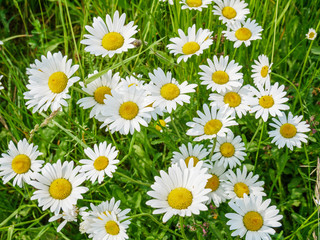 Obraz premium Bunch of marguerites; top down view; flat lay