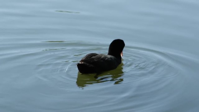 Coot collects food on the lake, summer day