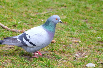 Tauben im Park