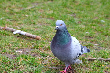 Tauben im Park