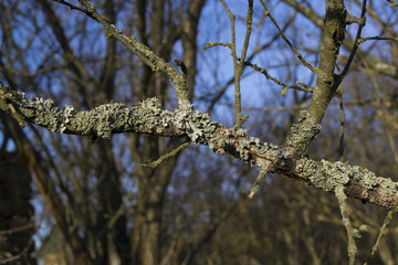  lichen