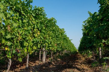 Fototapeta na wymiar Viticulture. Vineyard plantation of grape bearing vines.