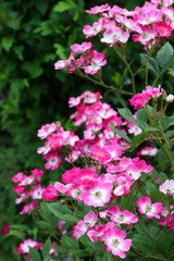 ungefüllte Strauchrose in Pink 