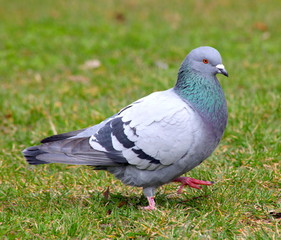 Tauben im Park