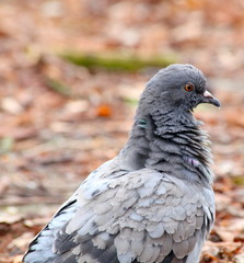 Tauben im Park