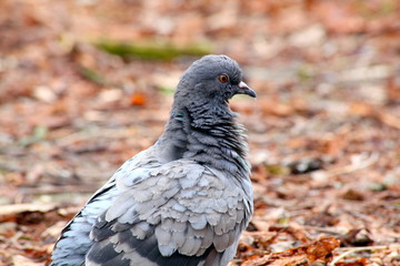 Tauben im Park