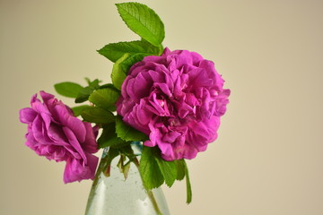 Wild rose purple
