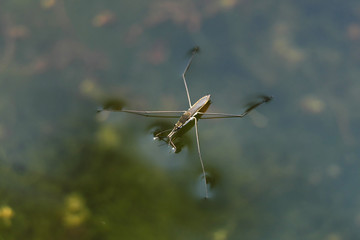 Water skater - Stockphoto