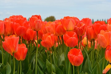 Orange tulip blue sky